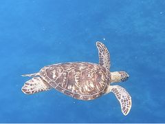 ؂SeaChanΊ_ւ̓eʐ^2