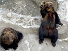 Apictnyohjrvq 画像をダウンロード 熊 共食い なぜ 熊 共食い なぜ
