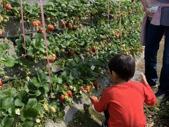 bLB̂܂C`S_ւ̓eʐ^1