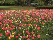 mansan����̋m�����̓��e�ʐ^1