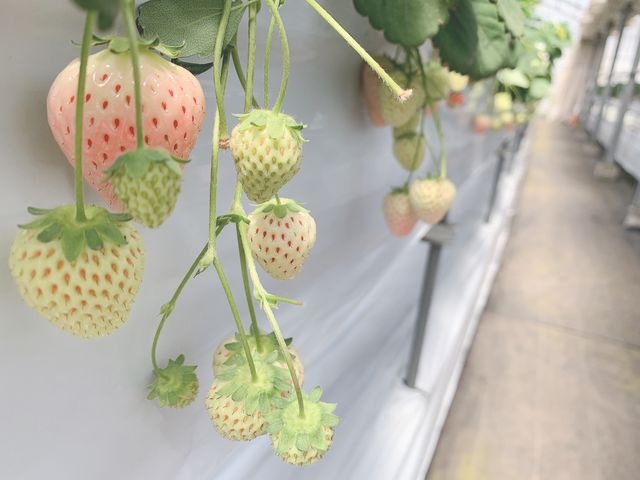白いちご_苺の郷 中里農園