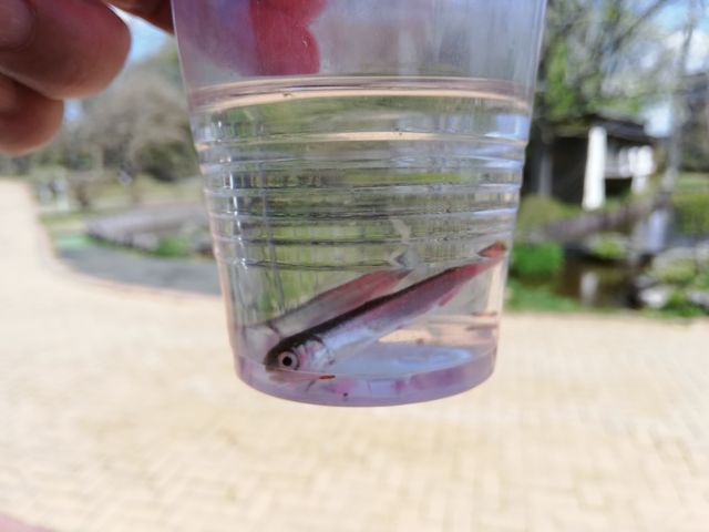 �t���Q�C_�T�P�̂ӂ邳�Ɛ�ΐ�����