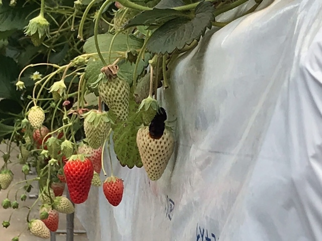 �����҂ł��ƂȂ����I�����܂��B�S�R�A�|���Ȃ��̂ő��v�ł���B_�R���R���������t�@�[��