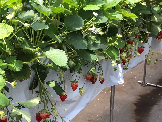 �ق�̏����̃X�y�[�X�ɁA����ȂɃC�`�S�������Ă܂����B_�R���R���������t�@�[��