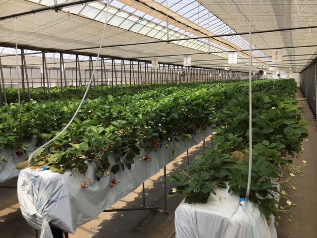 �n�E�X�͍L���āA��������̃C�`�S�������Ă��܂����B_�R���R���������t�@�[��