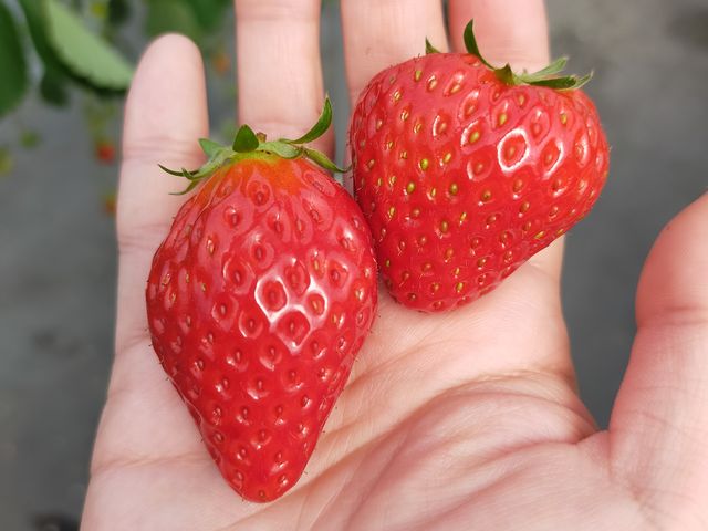 ��������䕂���������I_very berry farm