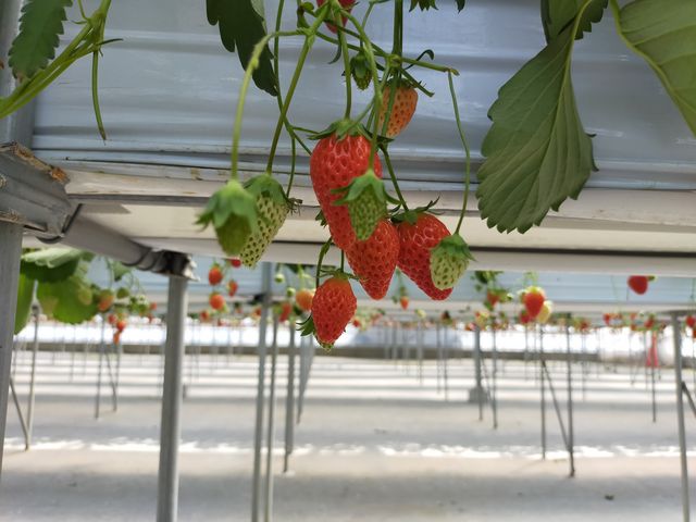 �قڑ݂��؂��Ԃł����B_very berry farm