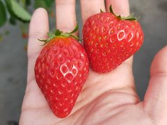 very berry farm̎ʐ^2