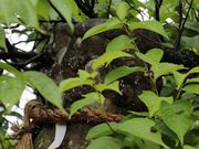 Yanwenli����̎����_�Ђ̓��e�ʐ^3