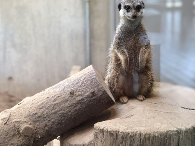 #���R������
#�~�[���L���b�g_���R������