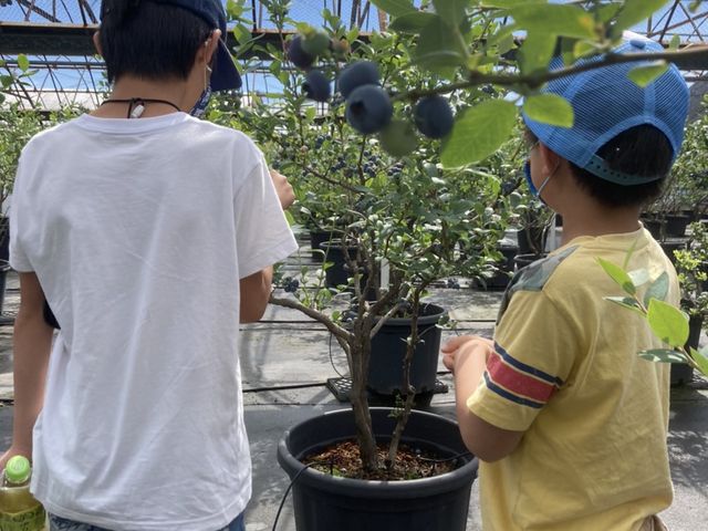 �q���̍����ł��肪�͂��₷���̂ŁA���S_�u���[�x���[�n�[�g�@�m��