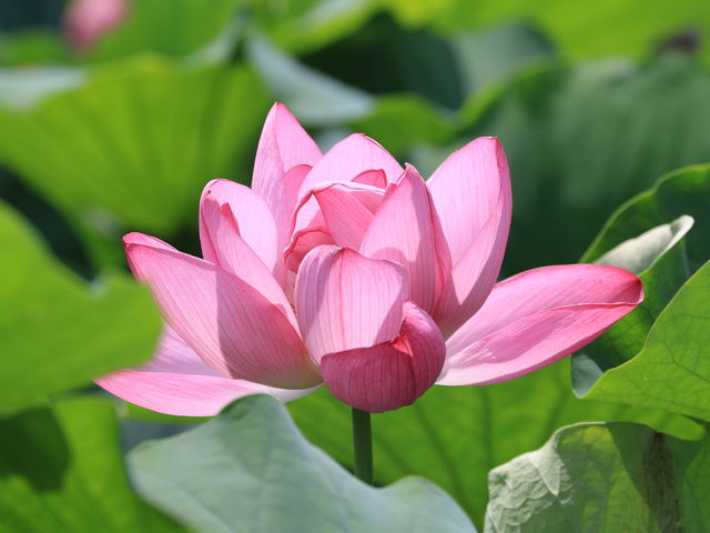 cӂꂠ̗̘@r_cӂꂠ̗