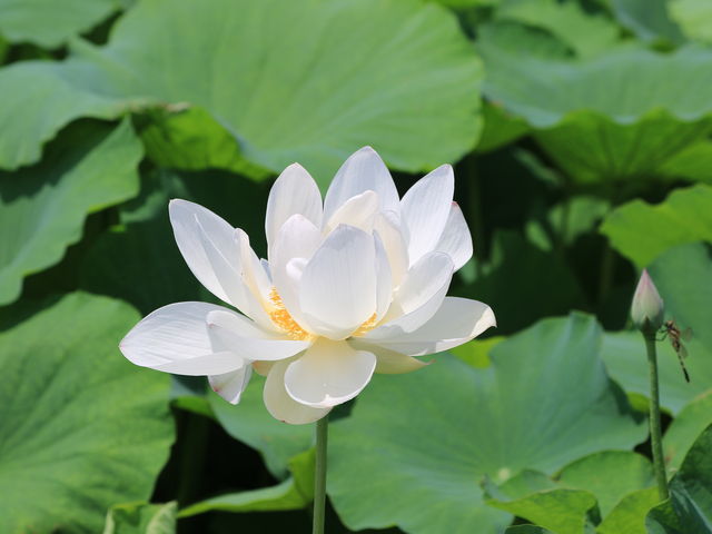 cӂꂠ̗̘@r_cӂꂠ̗