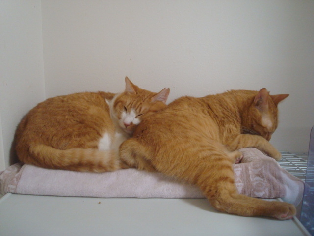 ���ǂ�2�C_�ی�L�J�t�FCatio