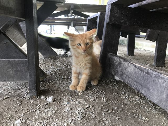 ���킢���L����񂪂��}�����Ă���܂��I_����@�������������@������������