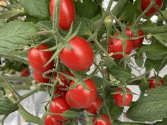 ǂ[̂ǂEEH[^[Et@[ւ̓eʐ^1