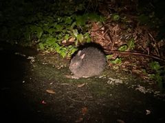 ܂̃~bhiCgcA[ւ̓eʐ^1