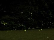 Ƃ񂳂̉Dn{cnyu̖z̓eʐ^1