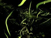 Ƃ񂳂̉Dn{cnyu̖z̓eʐ^3