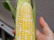 o|D̂낱є_ʂ̓eʐ^1