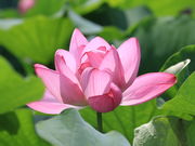 bL[̗cӂꂠ̗̓eʐ^2