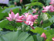 bL[̗cӂꂠ̗̓eʐ^4