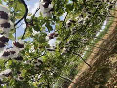 ꂢ33E(sόԂǂZ^[x)ւ̓eʐ^1