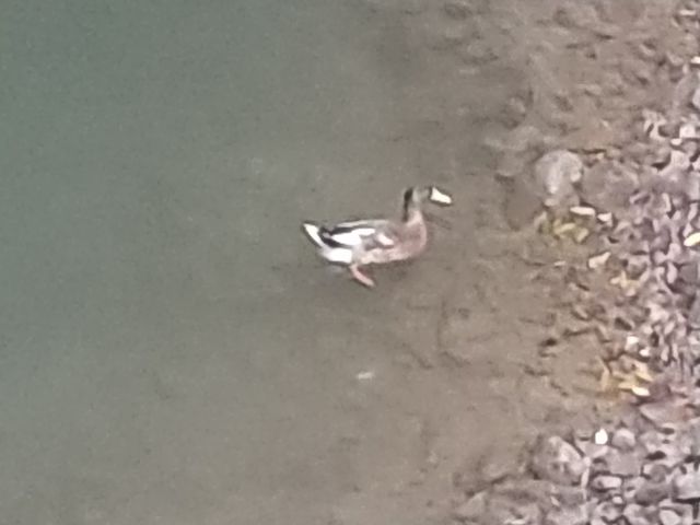 ��ӂ̃J��_�_�ʉ���