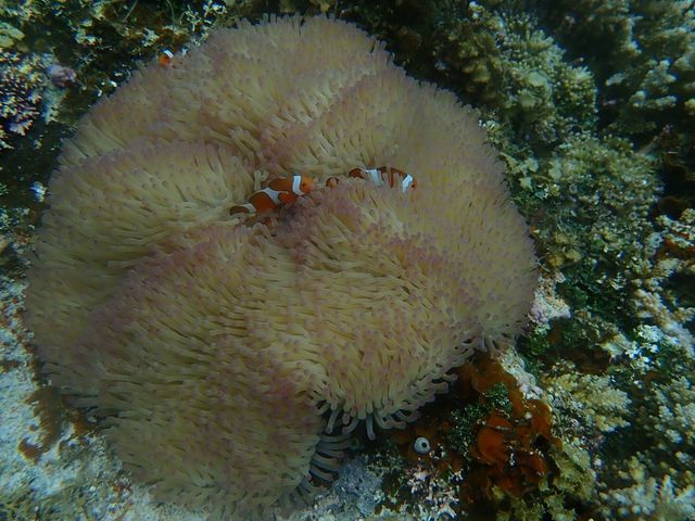 �������j���I_���\�������X�[��