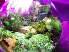 �͂΂˂낳��̑ۈ����-Scale-�ւ̓��e�ʐ^4