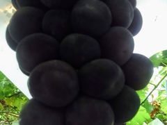 ~Y^R̊ό@Ôւ̓eʐ^1