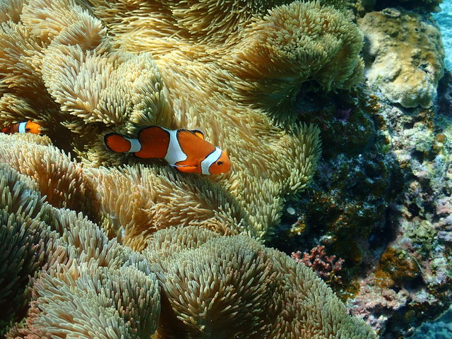 �j��_BalloonFish�{�Ó�