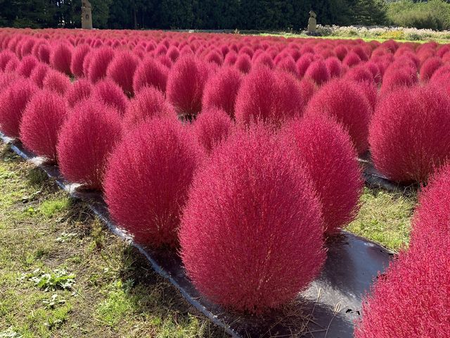 �R�L�A�����ꂢ�ȐԂł���_���X�e�����c��