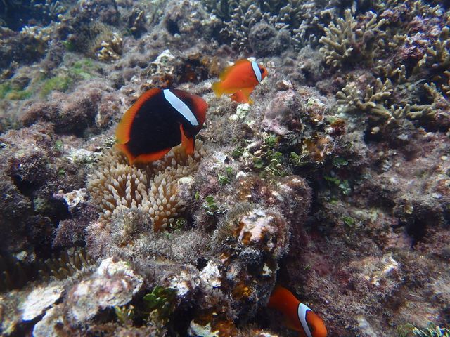 �����Ő����J�������؂���A��R�ʐ^���B��܂����I_BLUE ALOHA�{�Ó�