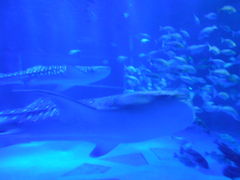 のとじま水族館の口コミ一覧 - じゃらんNet