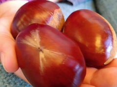 Ɓ[܂̂͂ȂԂL@_ւ̓eʐ^2