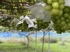 ̂ԂǂH[OIKOSւ̓eʐ^1