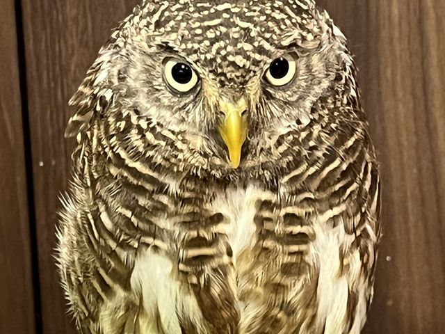 ؂̙zXpłB_ANAtHXg@-̐X-