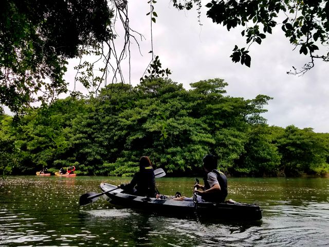 マングローブカヌー_OHCUS石垣島