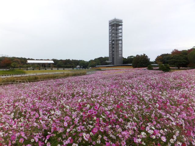 ��ʃR�X���X�̉ԍL�ꂩ��W�]����]�ށB�n�ォ��͒n��G�������܂���B_�l���΃K�[�f���p�[�N�W�]��