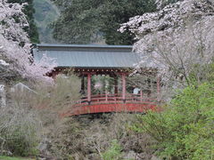 一期一会さんの御調八幡宮の桜の投稿写真3