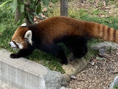 静岡市立日本平動物園 アクセス 営業時間 料金情報 じゃらんnet