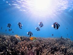 ނ낿񂳂̃ANAhbvւ̓eʐ^1