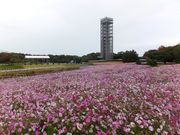 ���ڂ炳��̕l���΃K�[�f���p�[�N�W�]���̓��e�ʐ^1