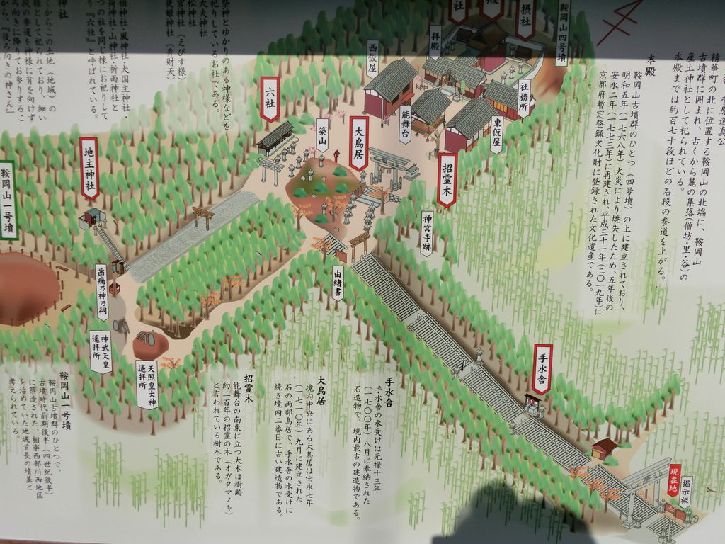 ◆◆新春初売り2019円～ ミツバツツジ　◆◆