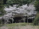 一期一会さんの御調八幡宮の桜の投稿写真1