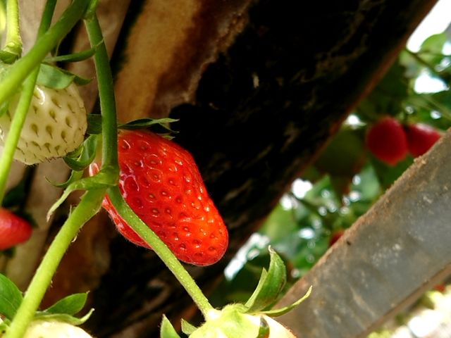 �^���ԂŊÂ��Â��C�`�S_������������