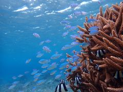 ݁[marine assist DEMIւ̓eʐ^1