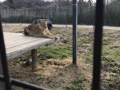 �������񂳂�̓ߐ{�T�t�@���p�[�N�ւ̓��e�ʐ^1