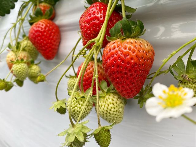 �V�������q���񂪗���ƁA�̂�͈͂��L�����Ă���܂�_�W�H���t���[�c�_��